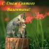 postcard_cat989898.jpg
