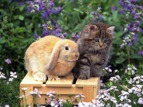 кот и кролик