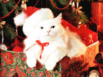 Новый 2011 год кота Новый 2011 год кота